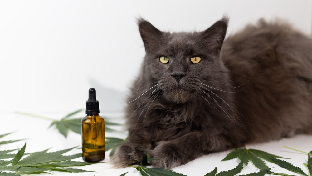 How Long Does CBD Stay in a Cat's System & Is It Safe? Our Vet Explains