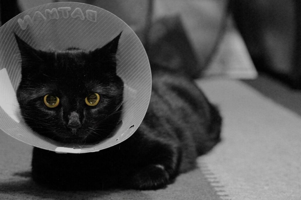 Black-cat-with-cone