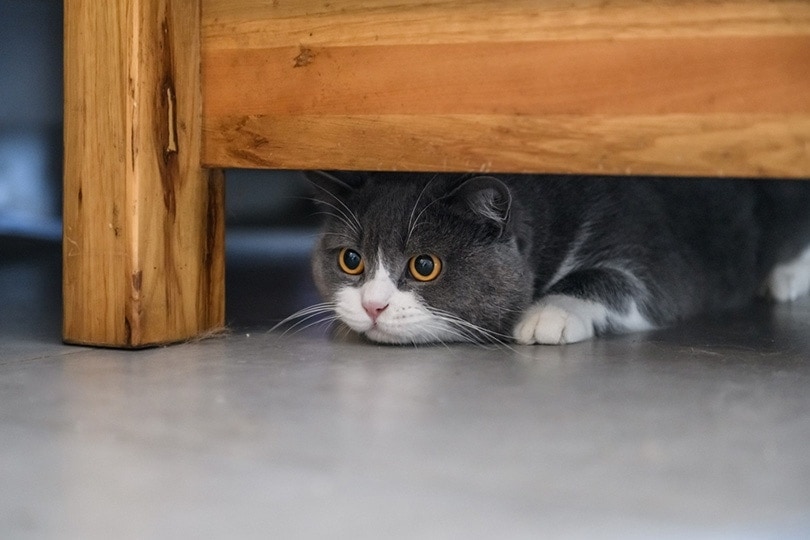11 Places Where Indoor Cats Can Get Stuck: Vet Reviewed Facts & Tips