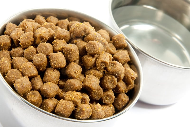 What Does Cat Food Taste Like? Interesting Facts to Know