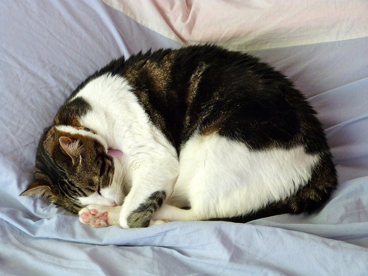 15 Vet-Verified Reasons Your Cat Sleeps Under the Bed: With Tips to Manage Anxiety