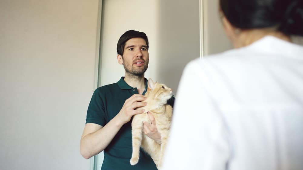 Why Does My Cat Hate Going to the Vet? Vet-Reviewed Reasons & Calming Tips