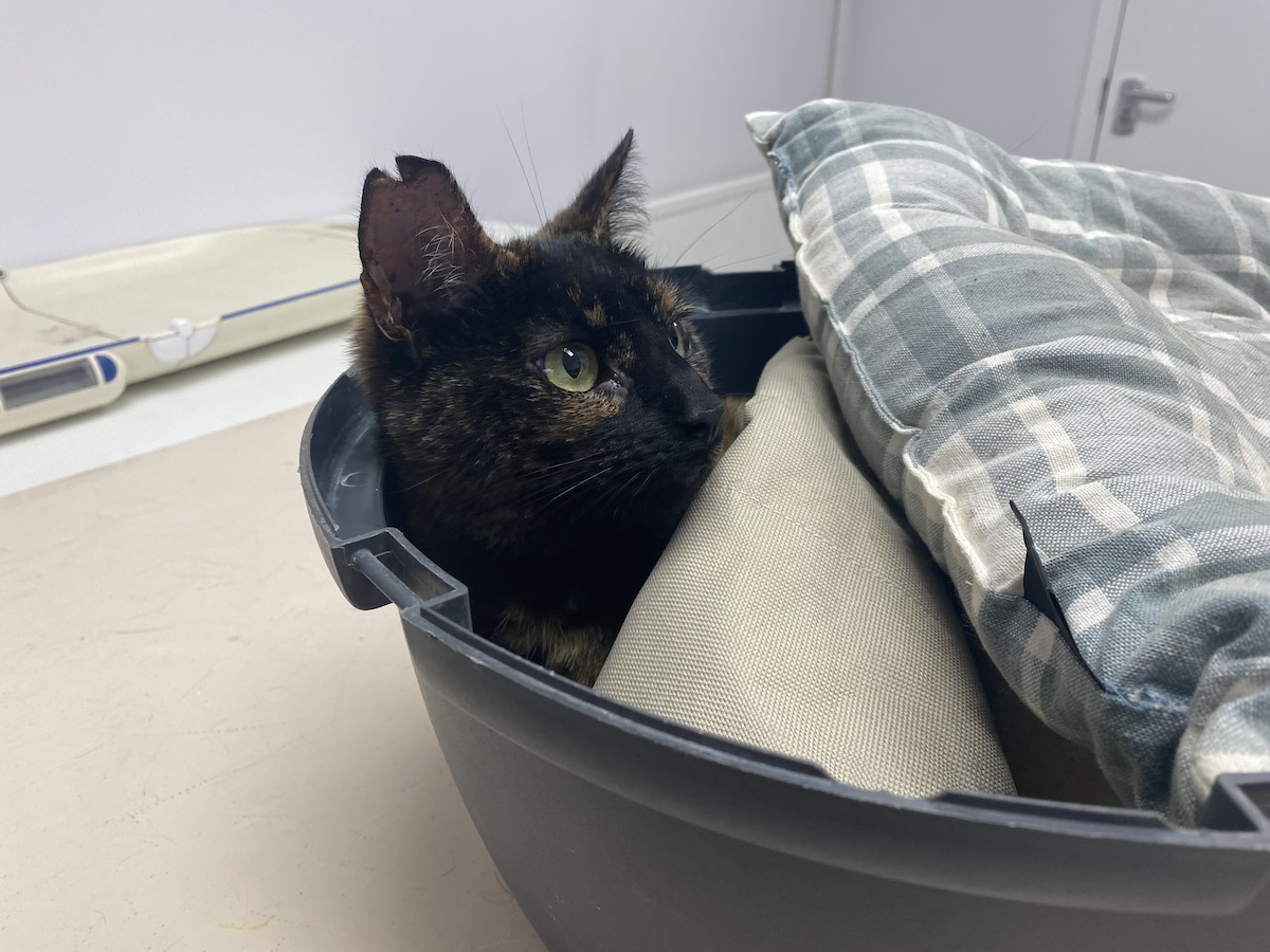 How to Make a Vet Visit Less Stressful For Your Cat: 10 Tips From Dr. Lauren