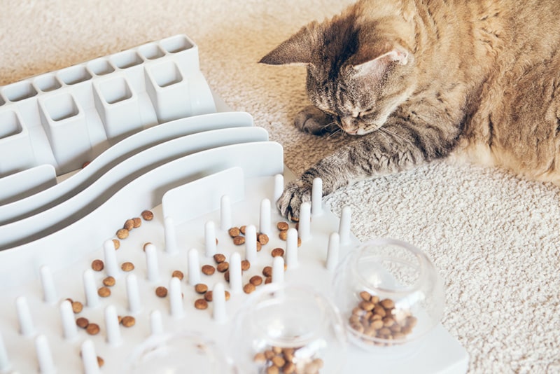 6 Cat Brain Games That Will Enrich Their Life: Vet Approved Picks