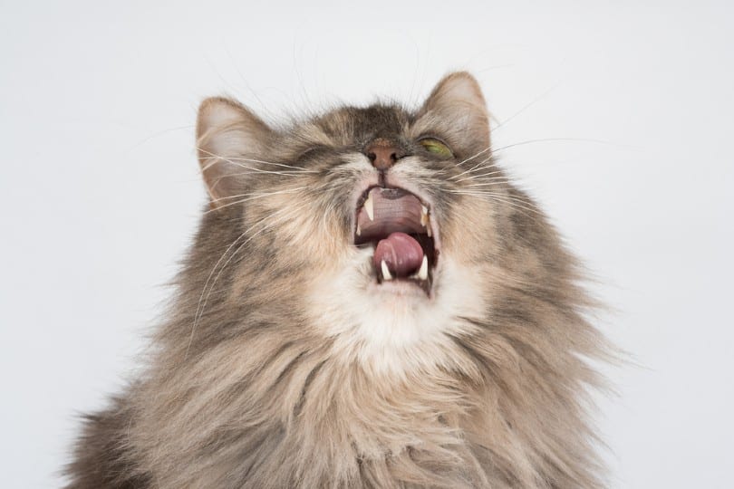 Reverse Sneezing in Cats: Our Vet Explains Signs, Causes & Treatment
