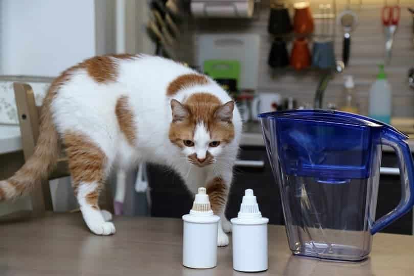 cat sniffs filters for water purification