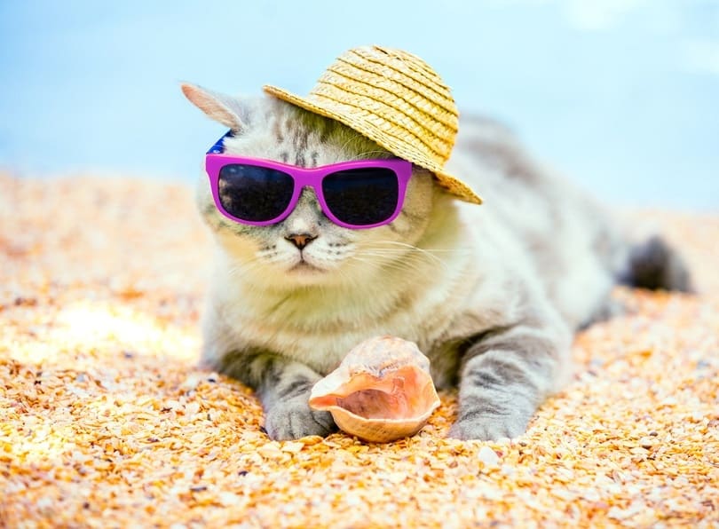 Cat-wearing-sunglasses-and-sun-hat-relaxing-on-the-beach