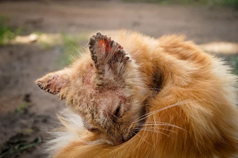 Mange Spreads Fast in Feral Colonies - Here's How to Stop It