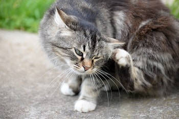 10 Best Flea Sprays for Cats (2026) - Reviews & Top Picks