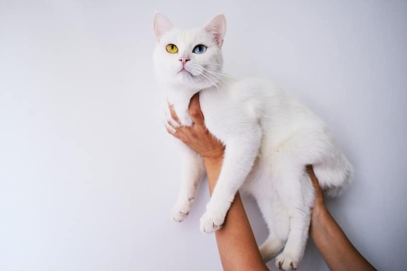 What Causes Abnormal Eye Color in Cats? 3 Vet-Reviewed Factors