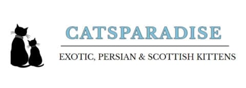 Catsparadise - Exotic &amp; Persian Kittens available in South Carolina