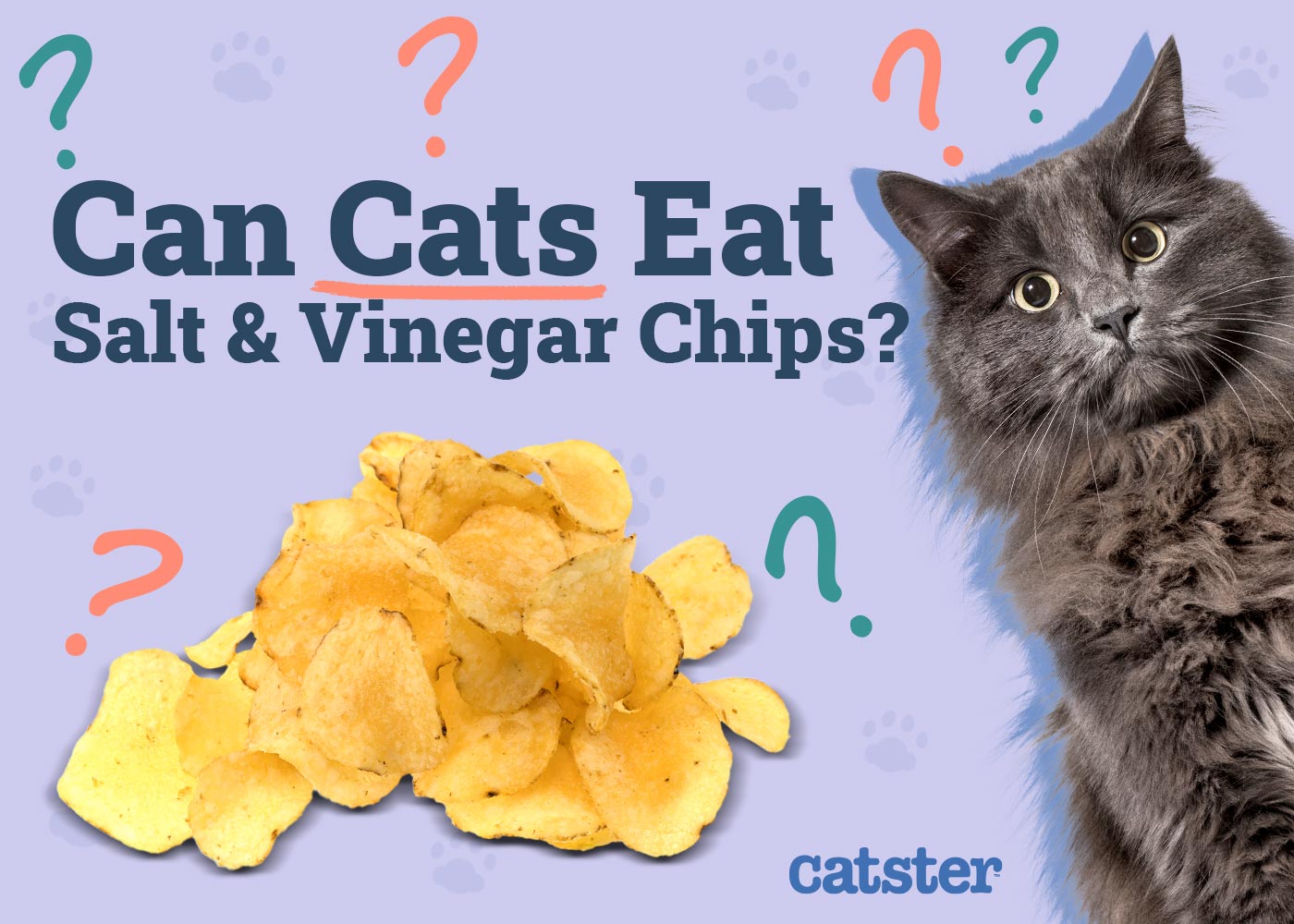 Can Cats Eat Salt & Vinegar Chips? Vet-Reviewed Risks & FAQ