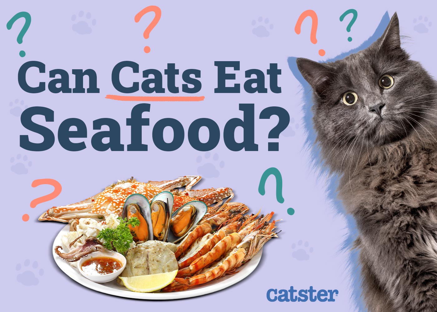 Can Cats Eat Seafood? Vet Approved Facts & Health Guidelines