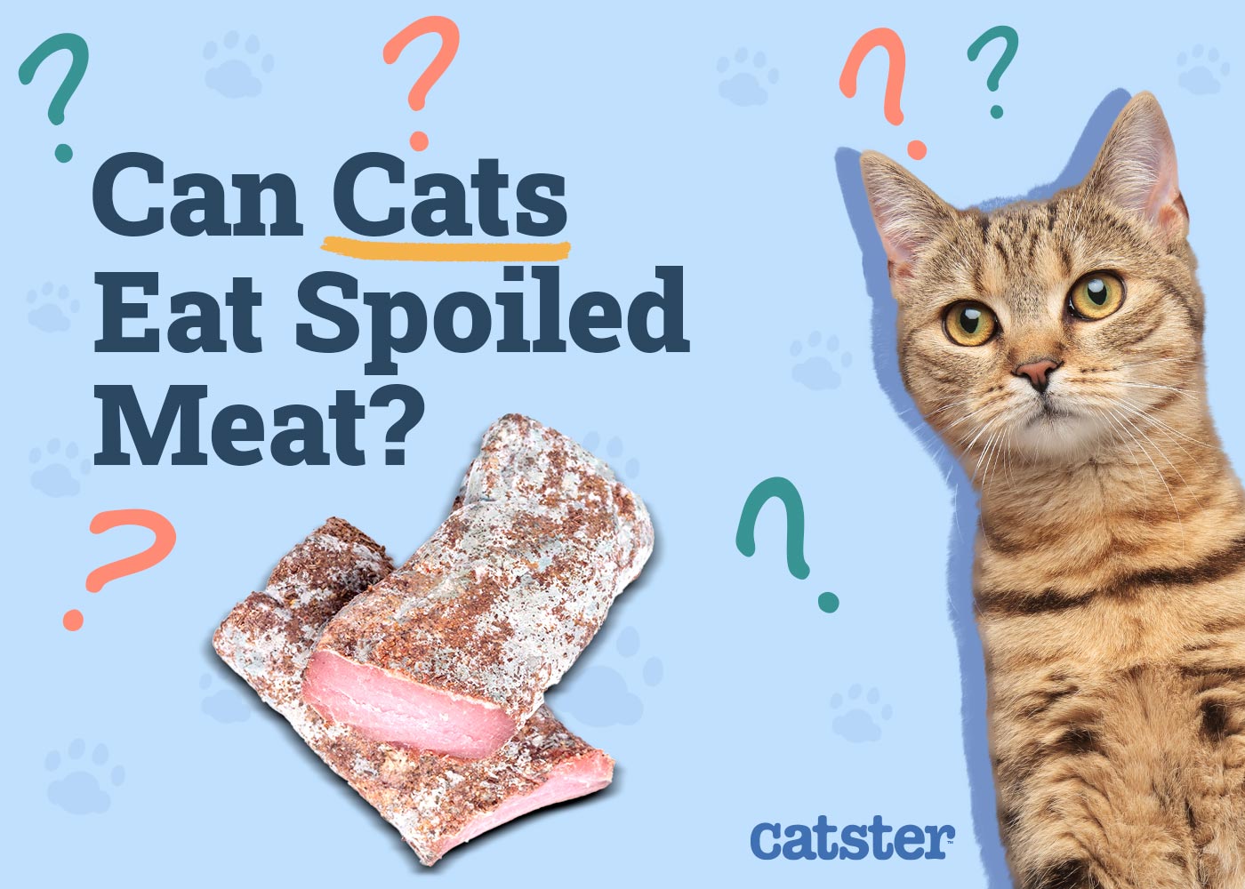 Can Cats Eat Spoiled Meat? Vet-Reviewed Facts & FAQs