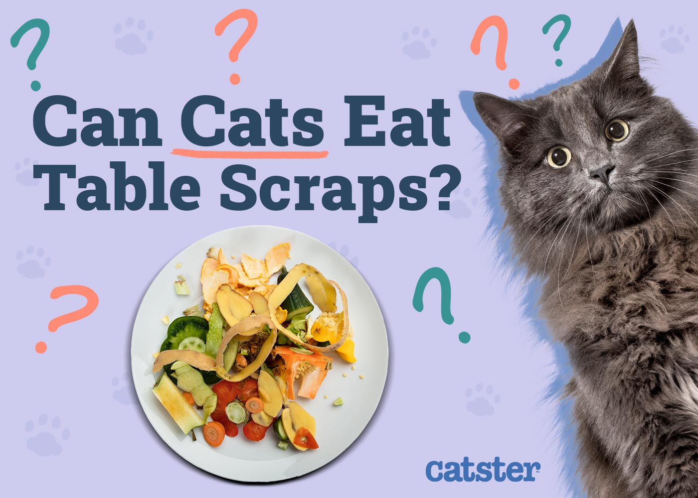 Can Cats Eat Table Scraps? 6 Vet-Reviewed Things to Consider