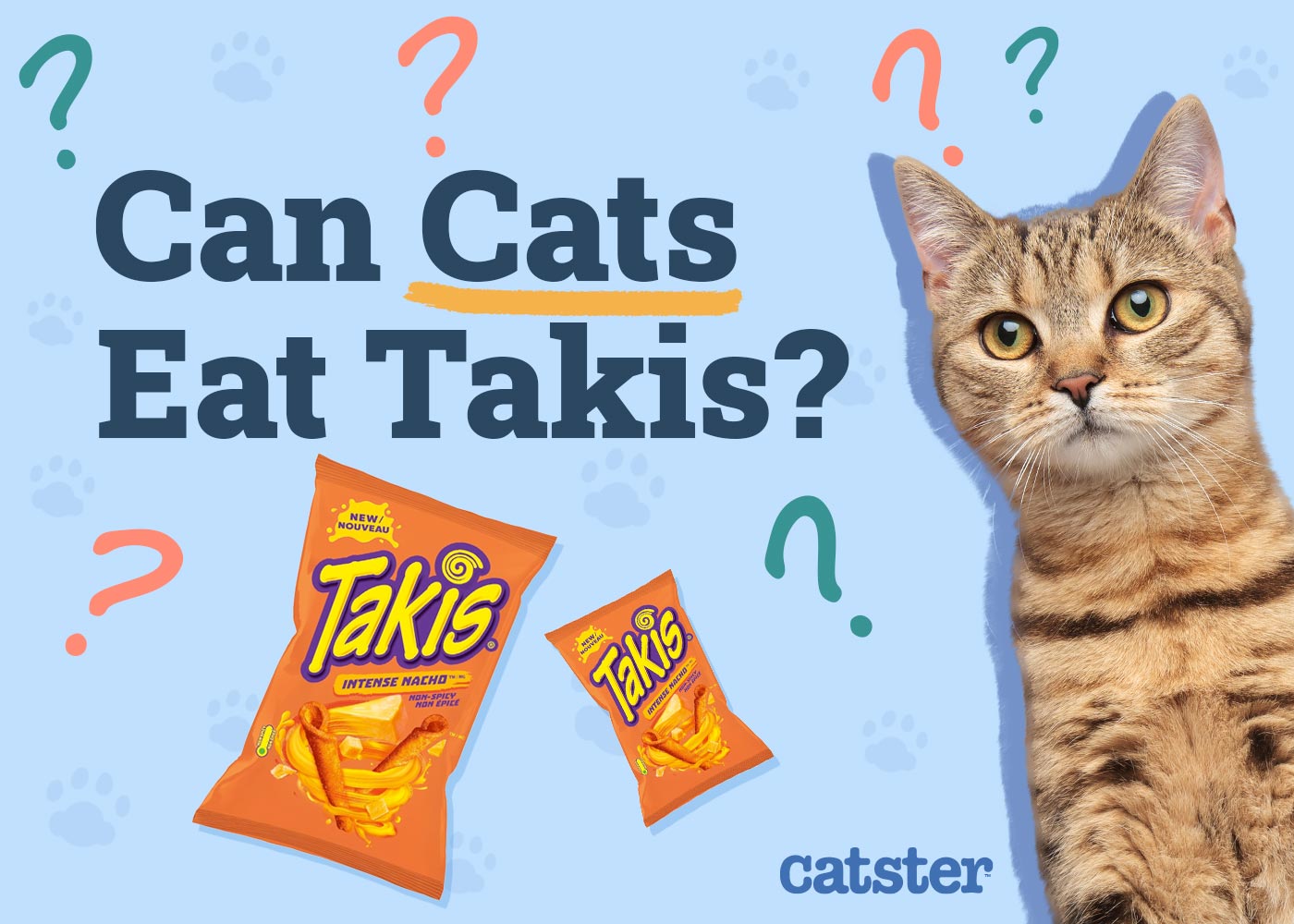 Can Cats Eat Takis? Vet-Reviewed Precautions & Health Guidelines