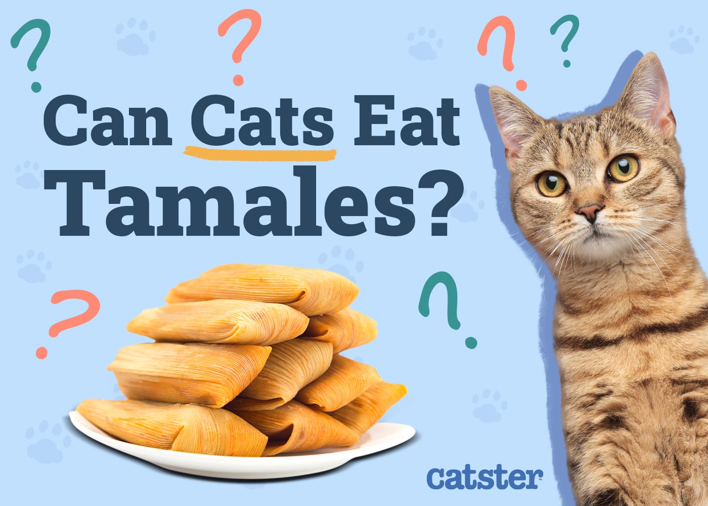 Can Cats Eat Tamales? Vet-Approved Facts & Alternatives