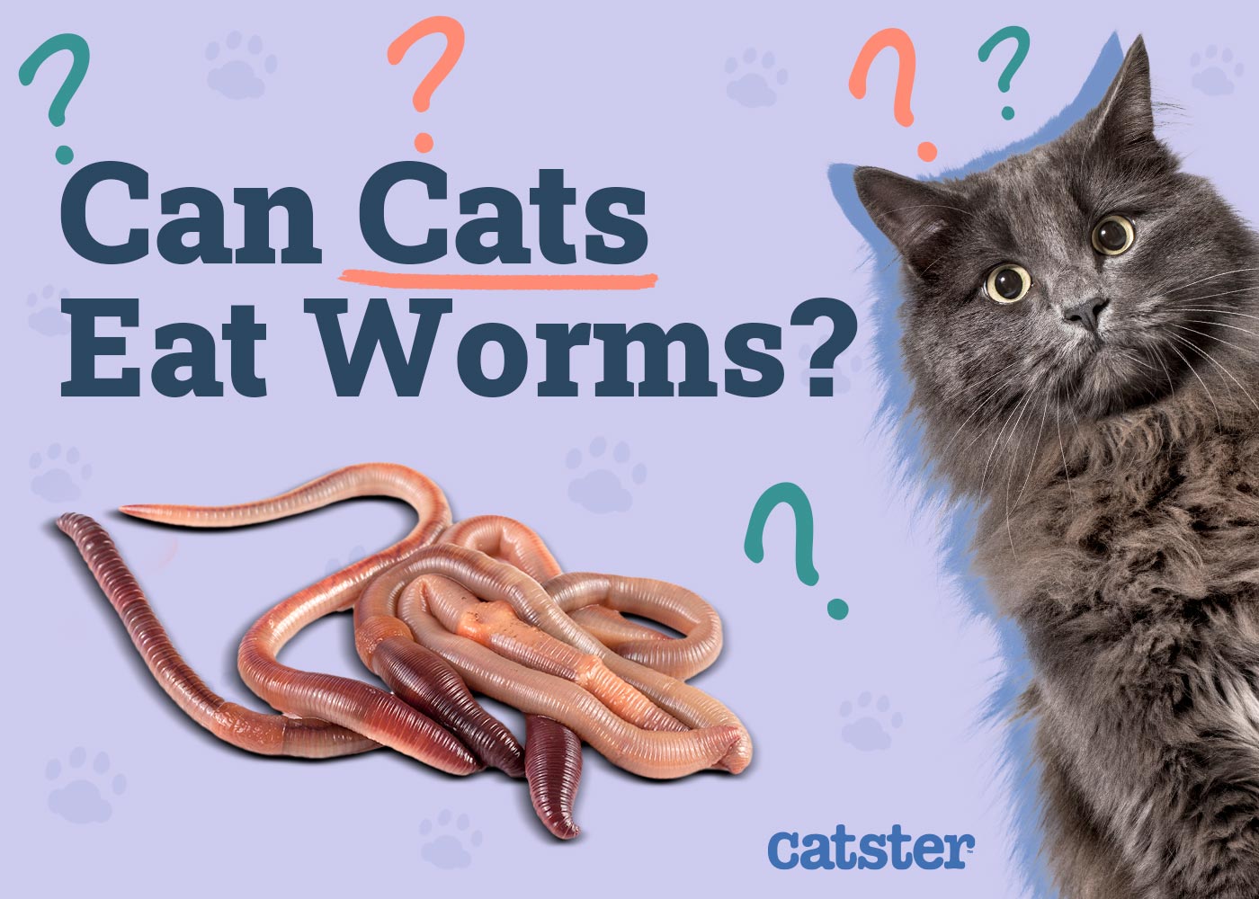 Can Cats Eat Worms (Earthworms)? Vet Approved Facts & Safety Tips