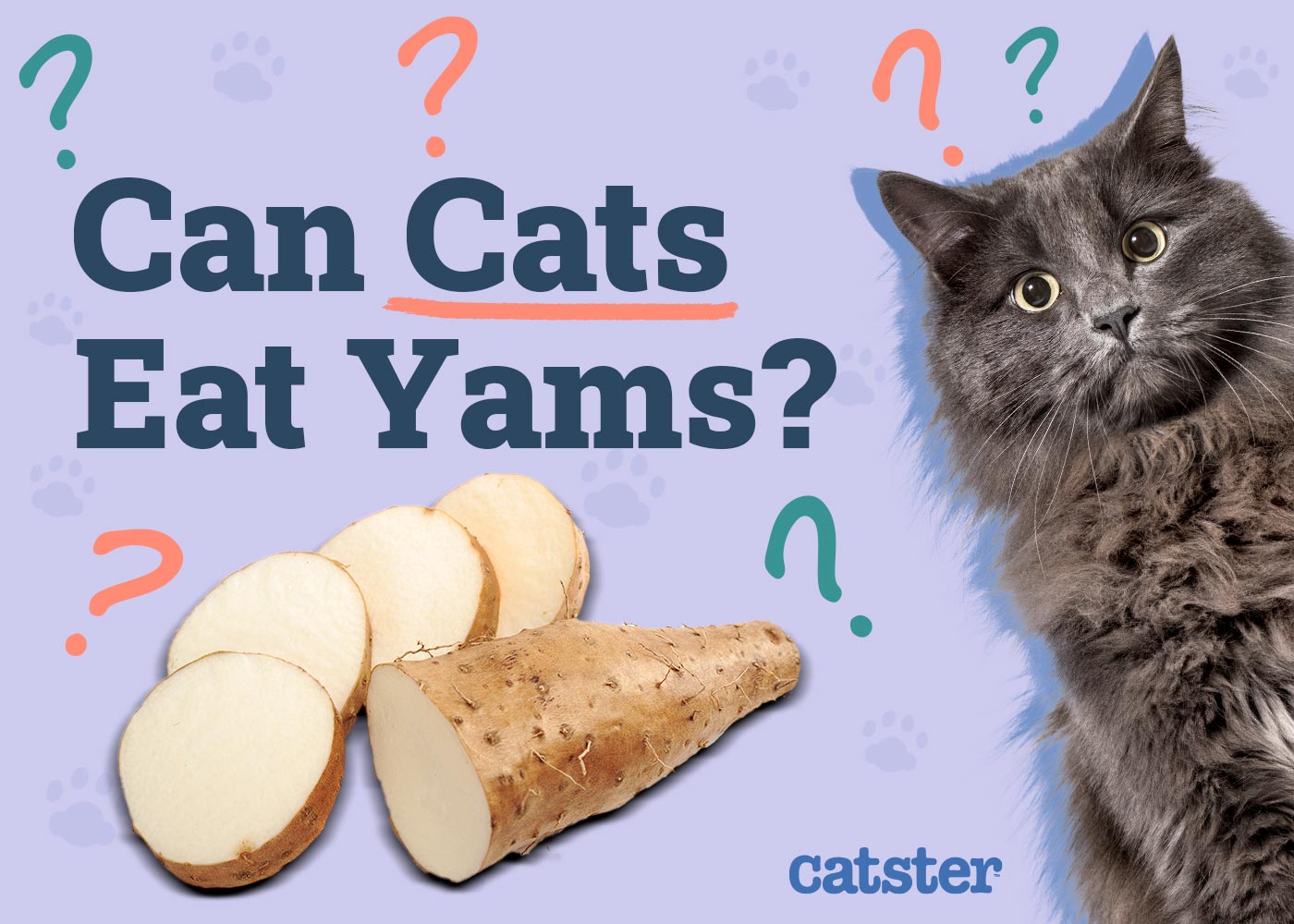 Can Cats Eat Yams? Vet-Approved Nutrition Facts