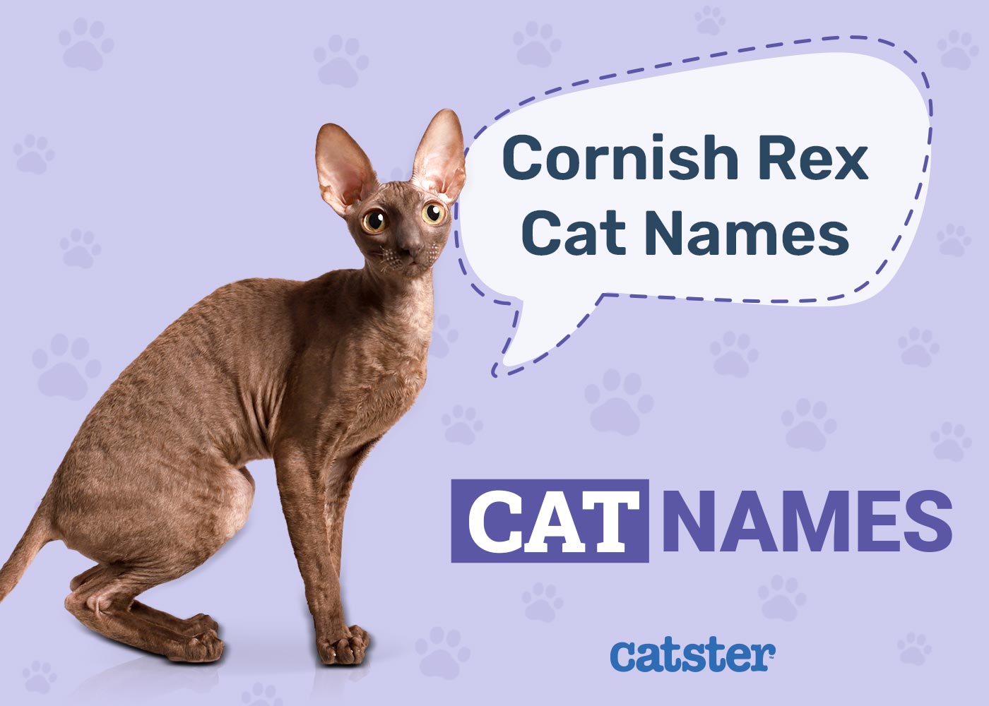 150 Great Names for Cornish Rex Cats: Our Favourite Names For These Beauties
