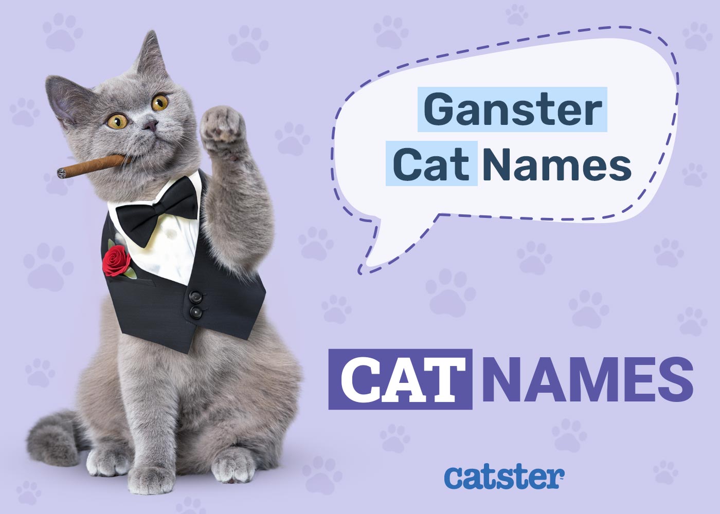 90 Gangster Cat Names: Ideas for Your Badass Feline