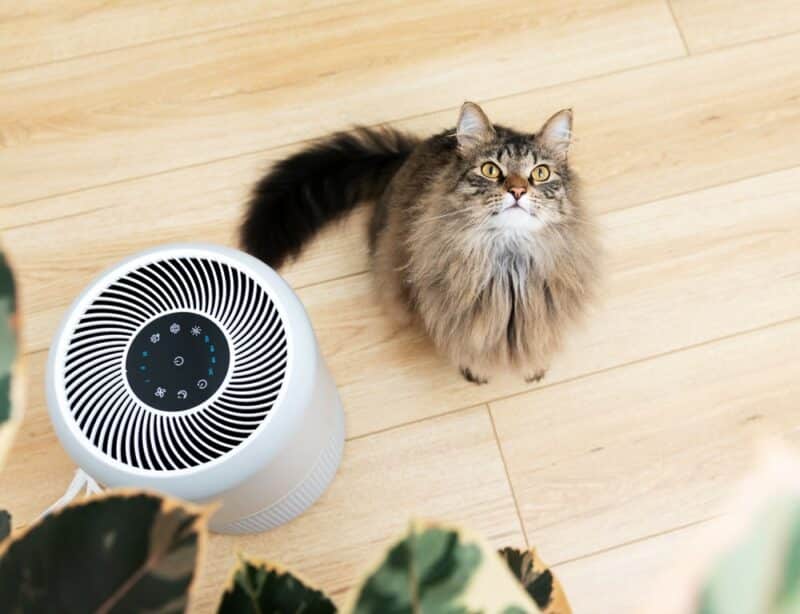 8 Best Air Purifiers for Cat Urine Odor in 2026: Reviews & Top Picks