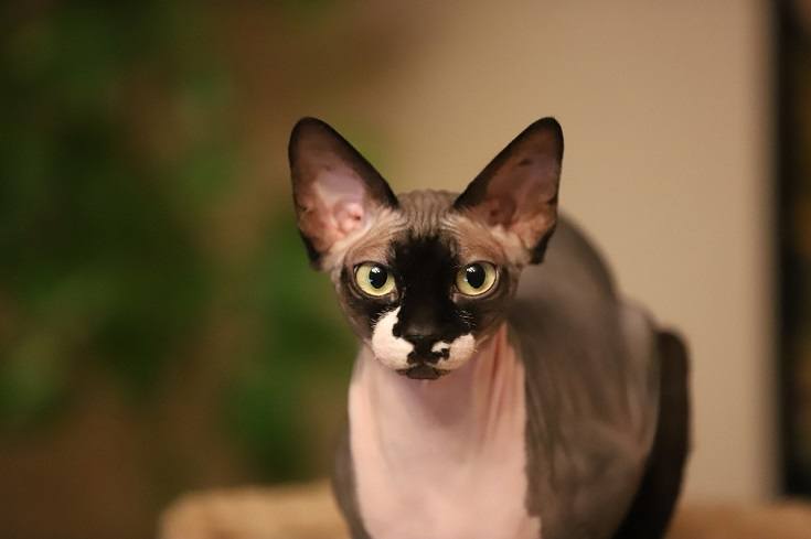 How to Care for Hairless Cats: Vet-Approved Tips & Guide