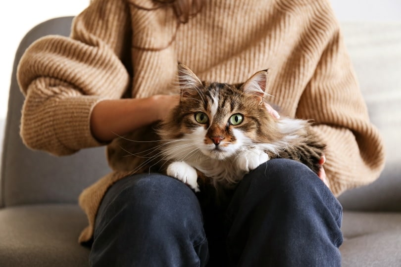 Do Cats Have Healing Powers? What the Research Says
