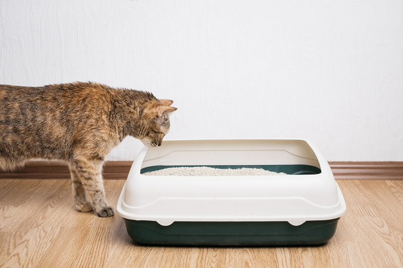Does Health Monitoring Cat Litter Work? Vet Reviewed Facts & FAQ