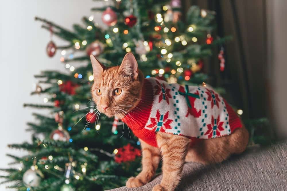The Night Before Catmas: The Rescue Version