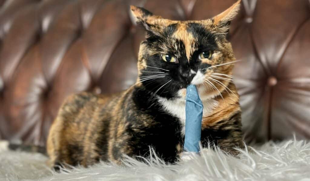 9 Best Eco-Friendly Cat Toys in 2026: Reviews & Top Picks