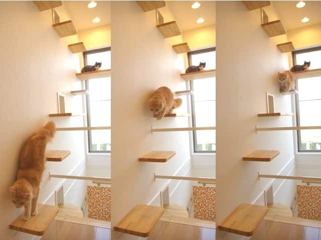 Ultimate Cat House: the Famous Cat Mansion in Japan