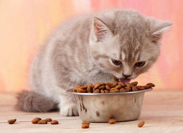 Nutrition For Kittens: Complete Vet-Approved Guide, Science, Health Tips & FAQ