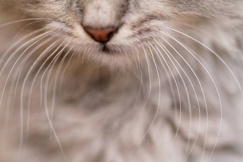 Why Are My Cats Whiskers Breaking Off? 5 Vet-Reviewed Possible Reasons