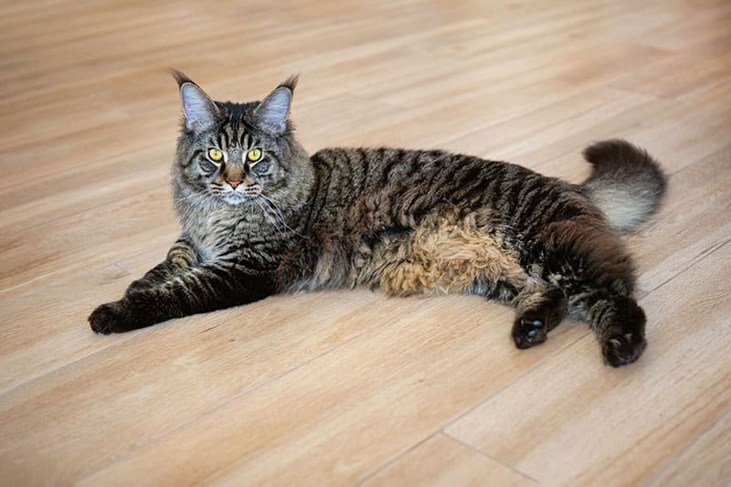 Are Abdominal Fat Pads on Cats Normal? Our Vet Answers