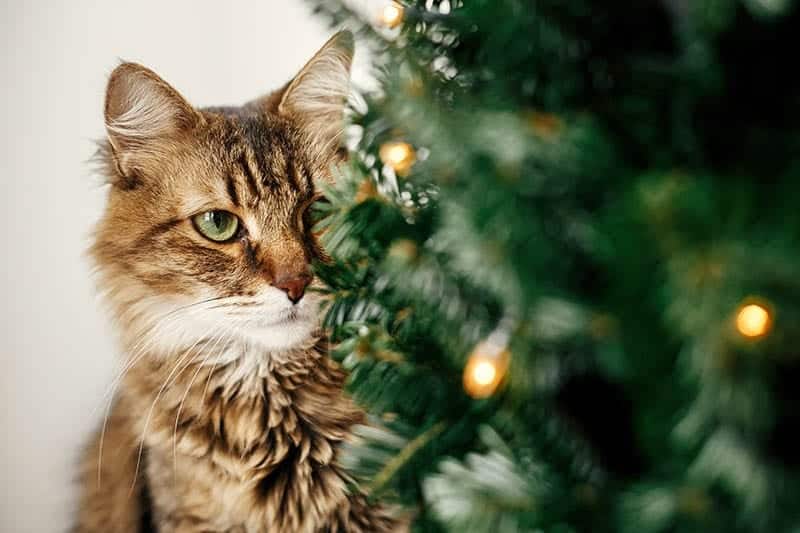 How to Get Cats to Leave the Christmas Tree Alone: 12 Vet Reviewed Tips