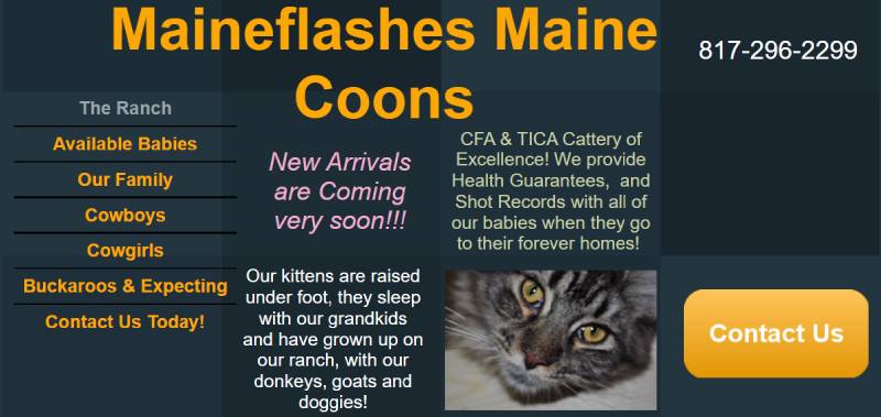 Maineflashes Maine Coons