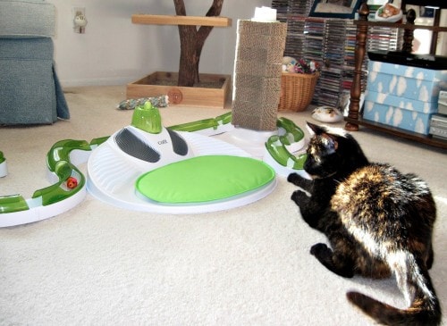 Catit Oasis Review (2026 Update): The Ultimate Kitty Playground