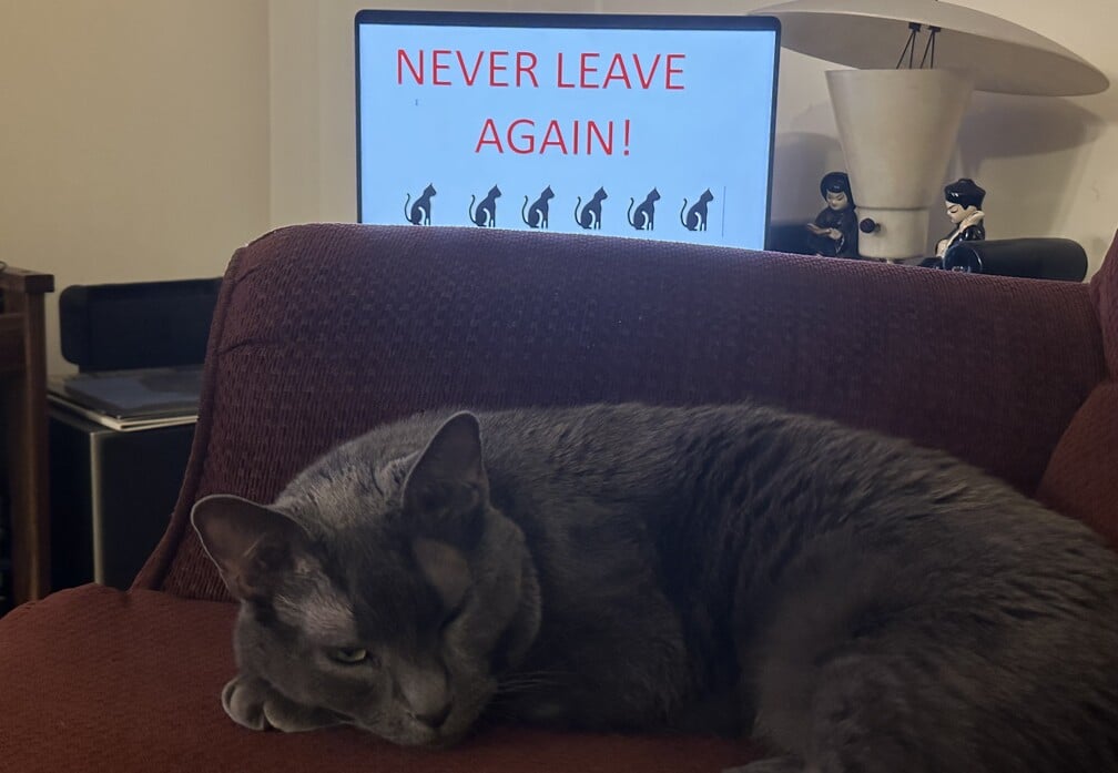 Caring for Clingy Cats: Olga’s Need for Attention & What I Do About It