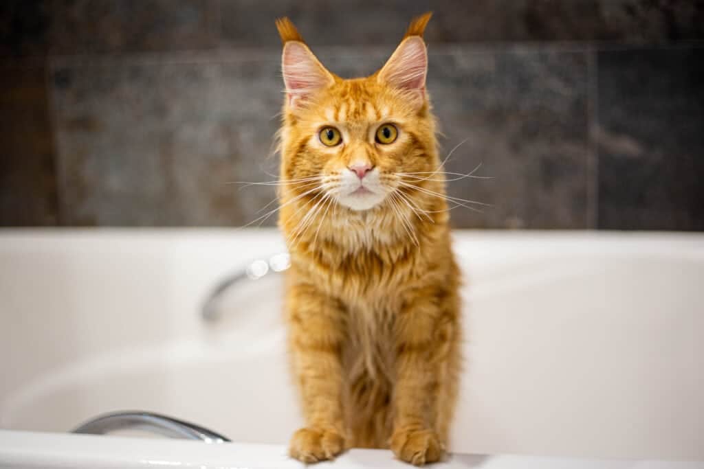 Can You Use Human Shampoo on Cats? Vet-Reviewed Risks & Alternatives