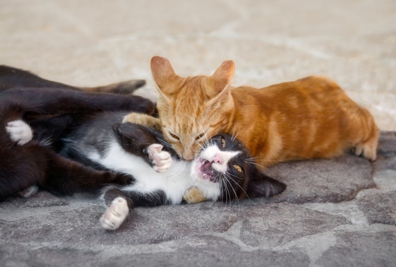 Why Do Cats Bite Each Other’s Necks? The Interesting Reasons
