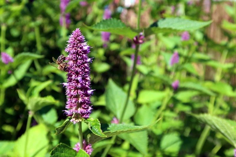 Is Patchouli Safe for Cats? Vet-Reviewed Health Facts