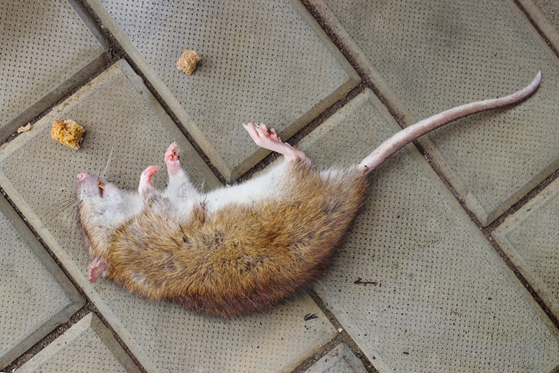 Can Cats Get Sick From Eating Poisoned Rodents? Vet-Explained Signs, Prevention & FAQ