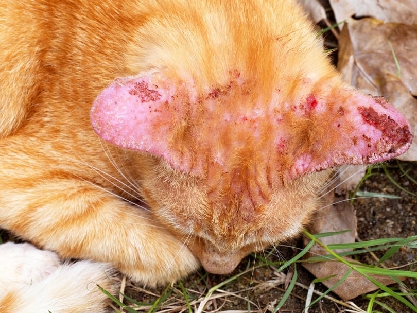 Ringworm at ear cat