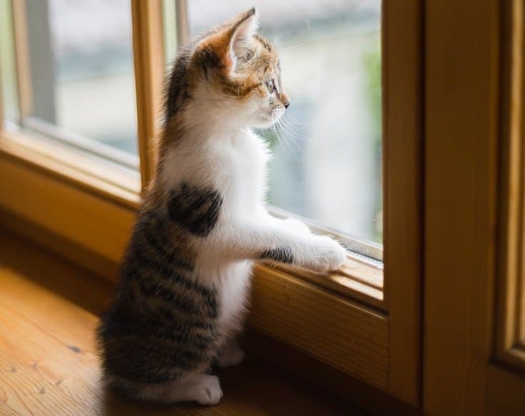 Will a Second Cat Help With Separation Anxiety? Vet-Reviewed Facts