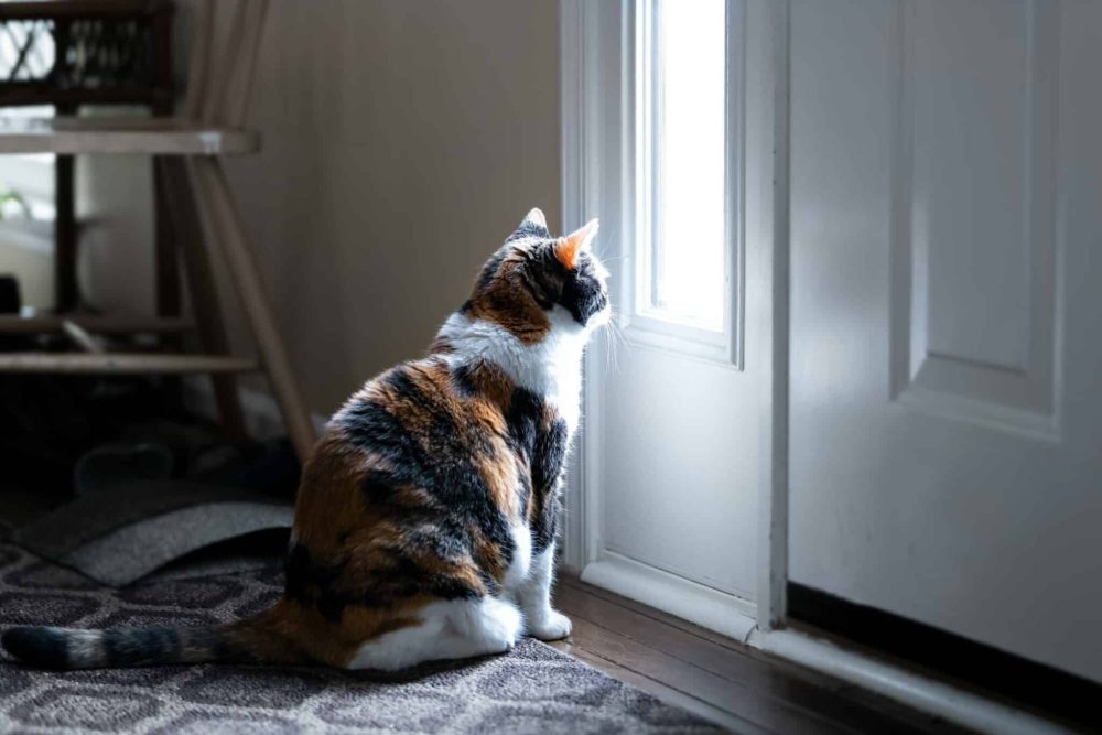 Why Cats Sit by the Door (But Don't Go Through It)