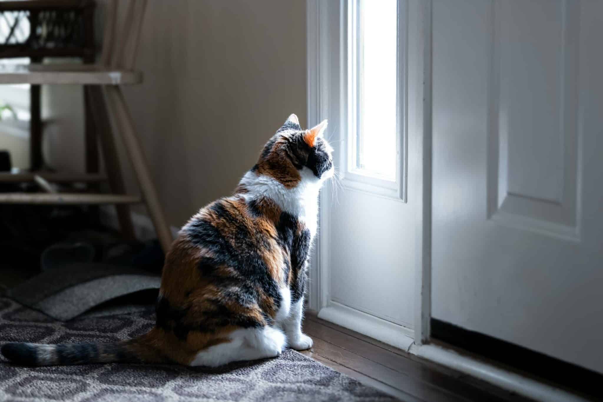Can Cats Get Seasonal Depression in Winter? Vet Approved Facts & Care Tips
