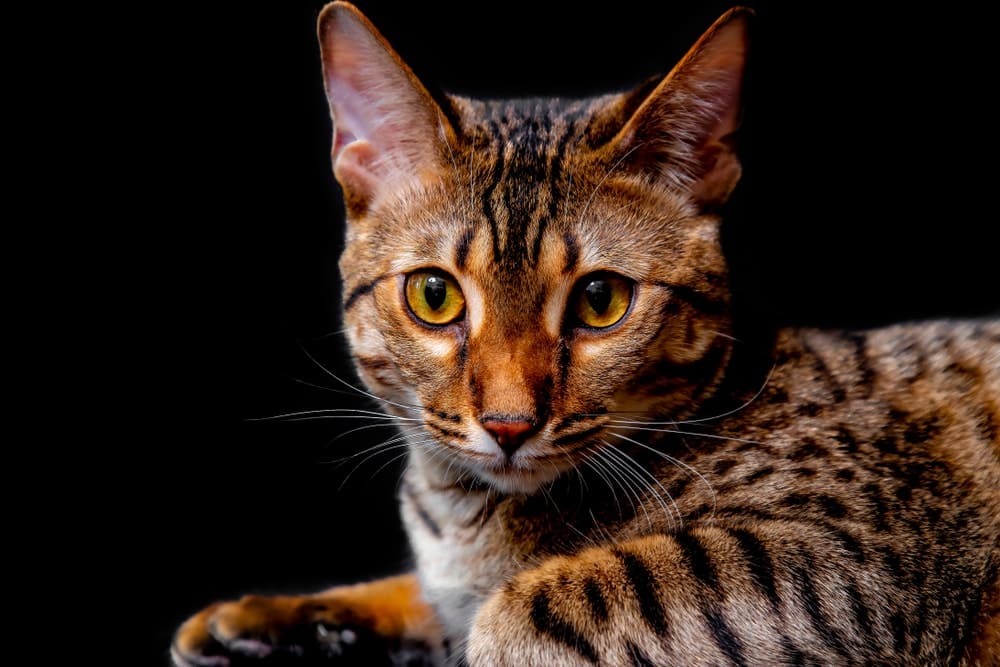 Savannah F5 cat with black background