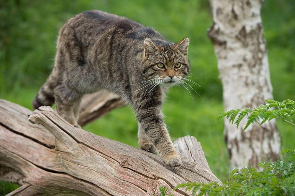 Feline Direct Registering: What It Is & Why Do Cats Do It
