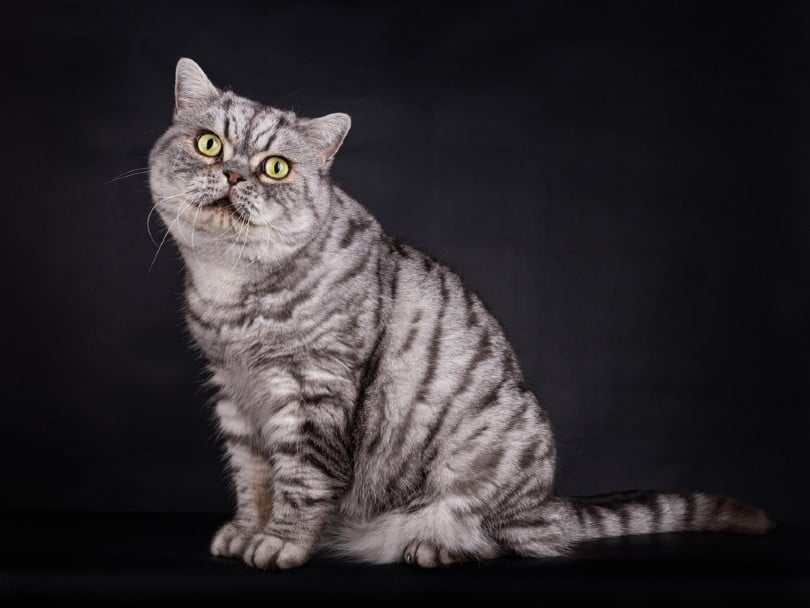 Tabby Cat British Shorthair Cat